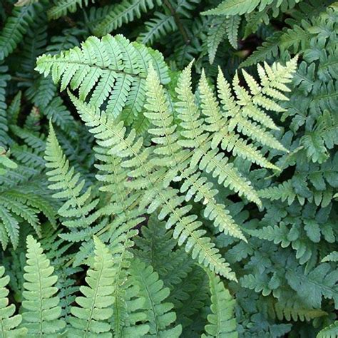 Buy Hay Scented Fern Wholesale | Fast Growing Ferns