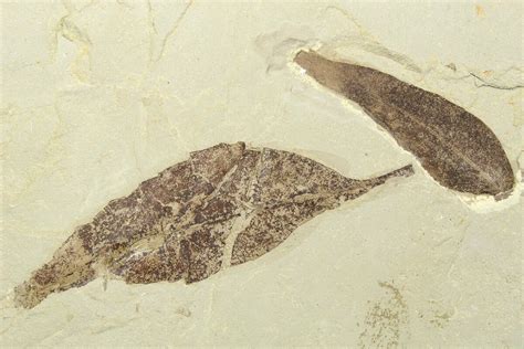 Two Fossil Leaves (Rhus & Caesalpinia) - Utah (#262390) For Sale - FossilEra.com