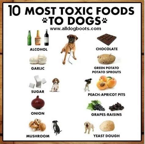 Foods that are Toxic to Dogs - 10 Foods to Avoid