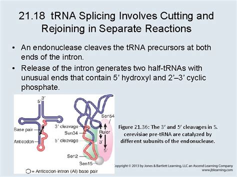 Chapter 21 RNA Splicing and Processing 21 1