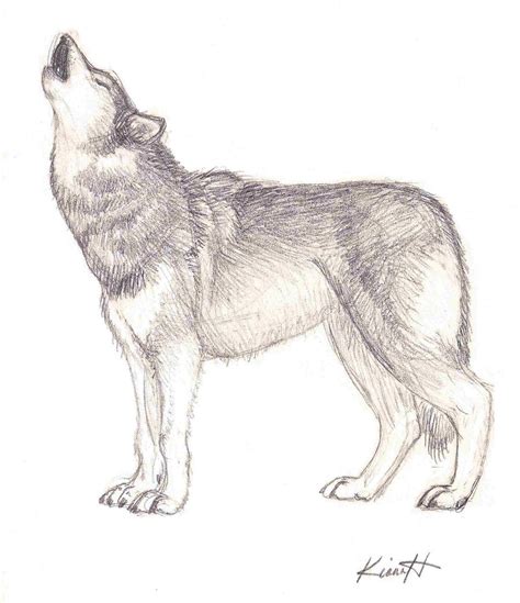 Howling Wolf Sketch Drawing