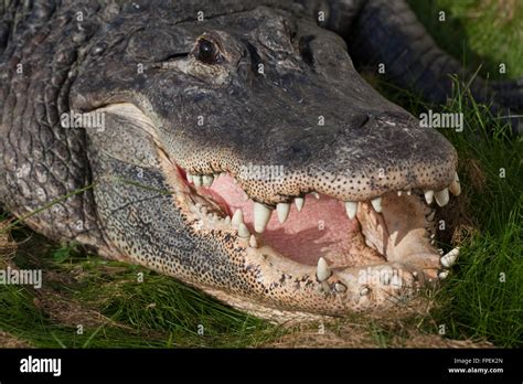 American Alligator (Alligator mississippiensis). Head, jaws, teeth. Basking on land Mouth open ...