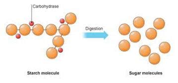 The digestive system - Frumble pots