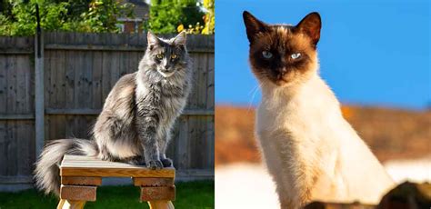 Maine Coon And Siamese Mix Traits