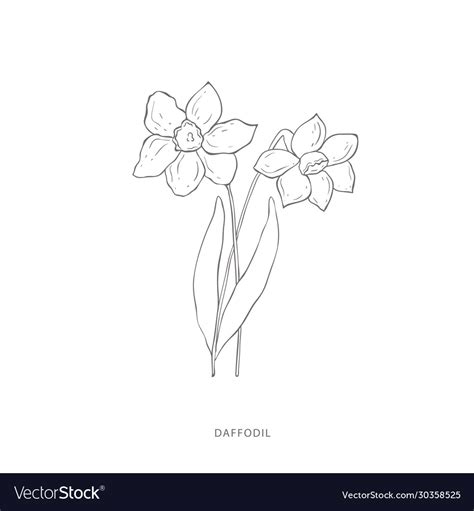 Daffodil Line Drawing Tattoo Daffodil flower printable wall art minimalist art one line drawing ...