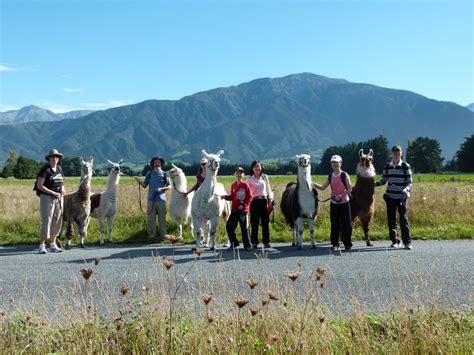 Taster Trek - Kaikoura Llama Trekking, South Island, New Zealand NZ