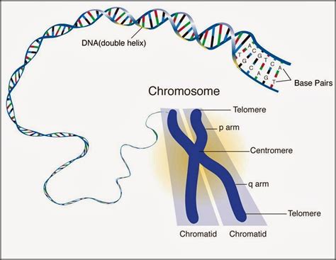 What are the importance and structure of chromosomes? | Science online