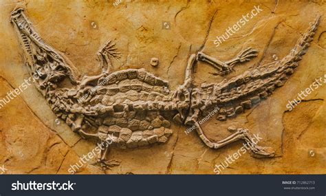 753 Crocodile Fossil Images, Stock Photos & Vectors | Shutterstock