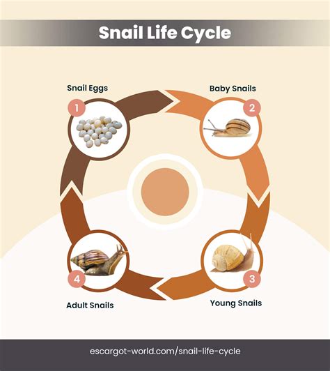 Snail Life Cycle - Egg, Baby Snails and Important Milestones