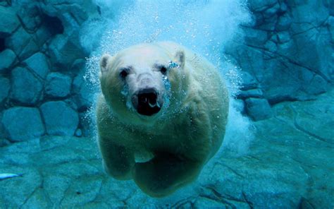 Polar Bears Wallpapers - Wallpaper Cave