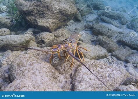 Caribbean spiny lobster stock photo. Image of fish, ocean - 126158288