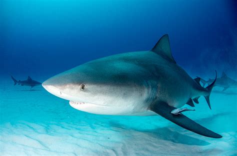 14 Bull Shark Facts For Kids That Will Terrify You – Facts For Kids