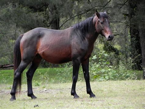 Brumby Horse Breed Information, History, Videos, Pictures