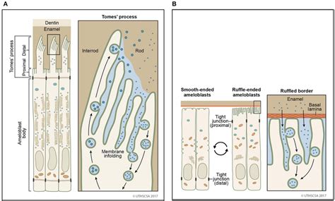 | Vesicular trafficking pathways during endocytosis. Schematic diagram... | Download Scientific ...