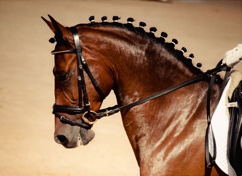 8 Wonderful Horse Hairstyles Cute Check more at https://www.maneleradio.net/8-wonderful-horse ...