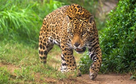 14 Jaw-some Jaguar Facts - Fact Animal