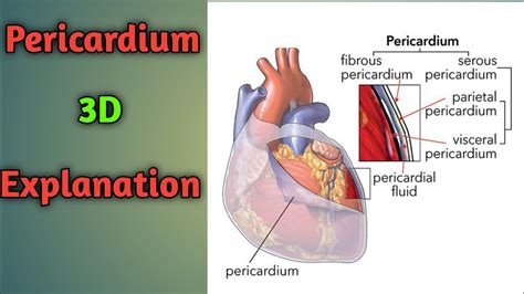 Pericardium Anatomy || Heart Pericardium || Pericardium Anatomy 3D - YouTube