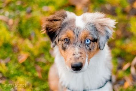 This Multi-Colored Border Collie Pup Has Such a Pretty Face. Pretty ...