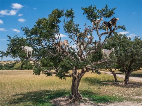 Argan Tree Goats | Smithsonian Photo Contest | Smithsonian Magazine