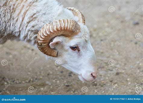 Famous for Their Wool Sheep -Ovis Ammon Aries Stock Photo - Image of ...