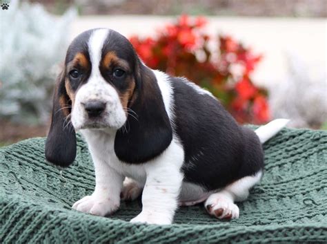 Basset Hound Puppies For Sale - Greenfield Puppies