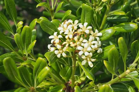 Pittosporum Hedge: 7 Best Pittosporum Varieties For Hedges – Kompaser