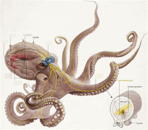 Anatomy Of An Octopus - Anatomy Book