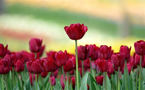 Tulips HD Wallpapers - Top Free Tulips HD Backgrounds - WallpaperAccess