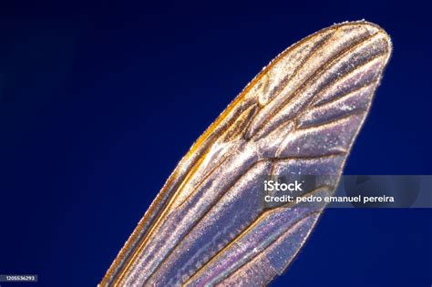 Wings Of Mosquito Stock Photo - Download Image Now - Animal, Animal Body Part, Animal Wing - iStock