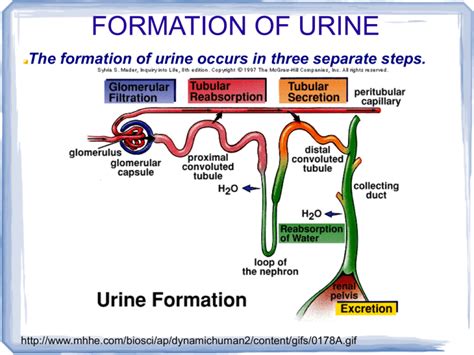 FORMATION OF URINE