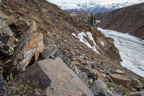 An adult Collared Pika in talus-meadow habitat above treeline in... | Download Scientific Diagram