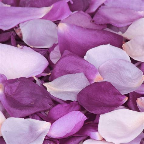 Purple Impression Rose Petal Confetti - mixed purple rose petals - Simply Rose Petals