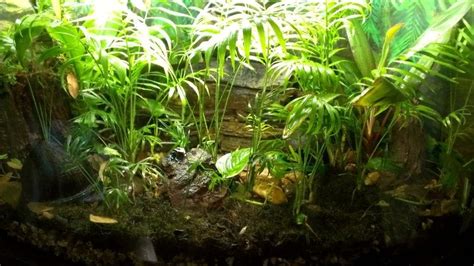 Dart Frog Habitat: Setup Guide & 15 Ideas From Owners – Acuario Pets