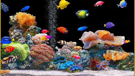 Moving Fish Tank Wallpaper - WallpaperSafari