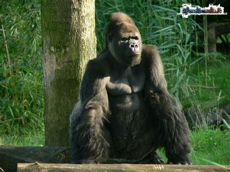 Gorilla Wallpaper and Screensavers - WallpaperSafari