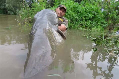 Yes, there are giant catfish in Chernobyl's cooling pond – but they're not radiation mutants ...