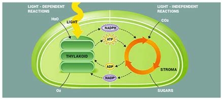 Definition Of Light Dependent Reaction