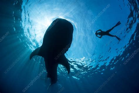 Whale shark silhouette - Stock Image - C040/6390 - Science Photo Library