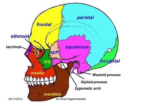 Anatomy of the Skull