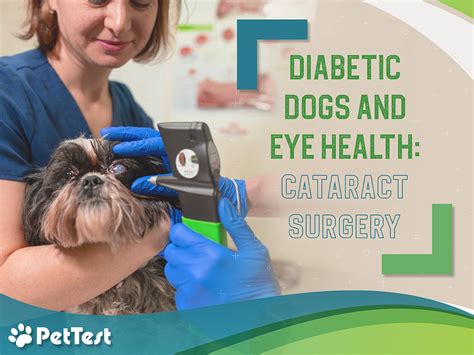 Diabetic Dogs and Eye Health: Cataract Surgery - PetTest by Advocate