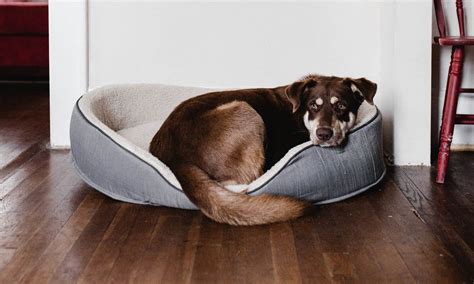 The 8 Best Orthopedic Dog Beds - Ruffgers Dog Blog