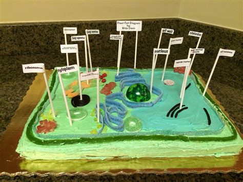 10 Ideal Edible Plant Cell Project Ideas 2024