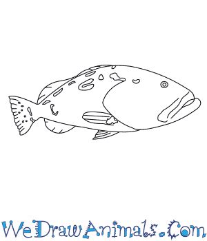 How to Draw a Black Grouper