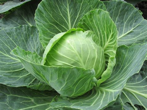 Cabbage Nutrition Facts and Health Benefits - One Good Food Blog