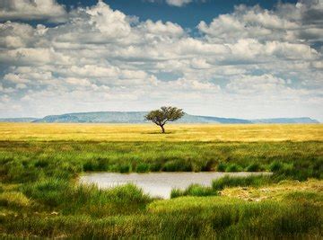 What Is a Grassland Biome? | Sciencing