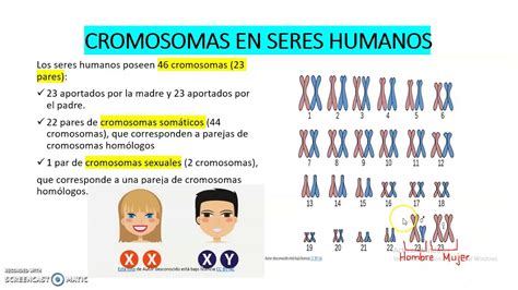 LOS CROMOSOMAS EN SERES HUMANOS - YouTube