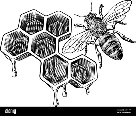 Bee Honeycomb Drawing