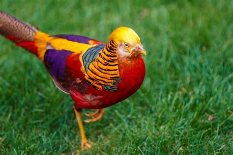 8 of World's Most Exotic Birds by Sweeney Feeders