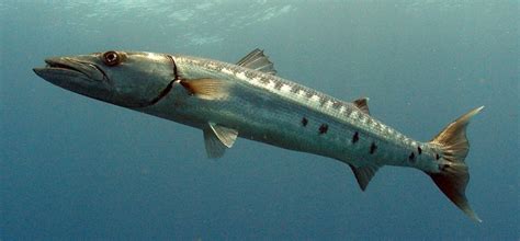 Barracuda - Punta Cana Fishing Charters - Fishing Pro Exclusive Punta Cana