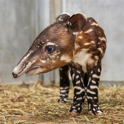 Baby Tapir Shows Off His Snout - ZooBorns